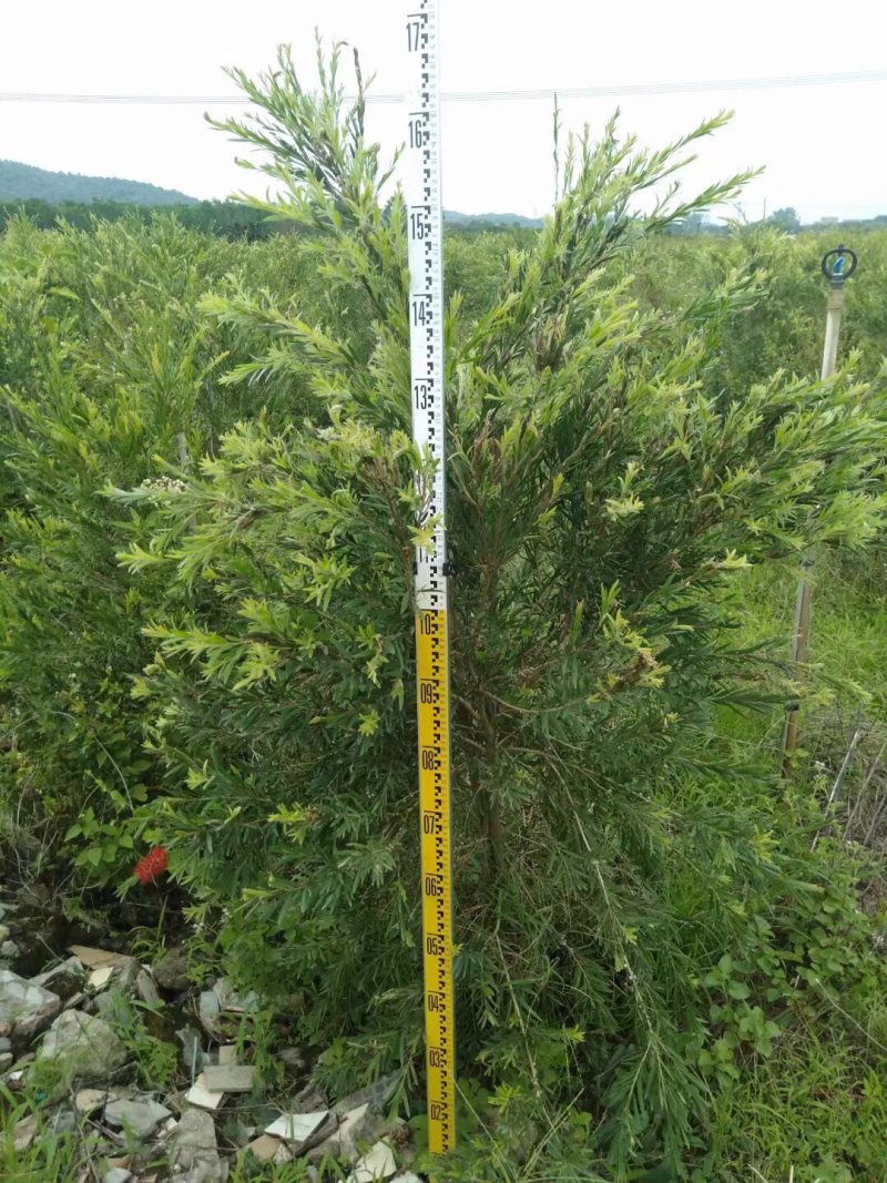 红千层多花红千层美花红千层基地大量现货欢迎各位客户咨询