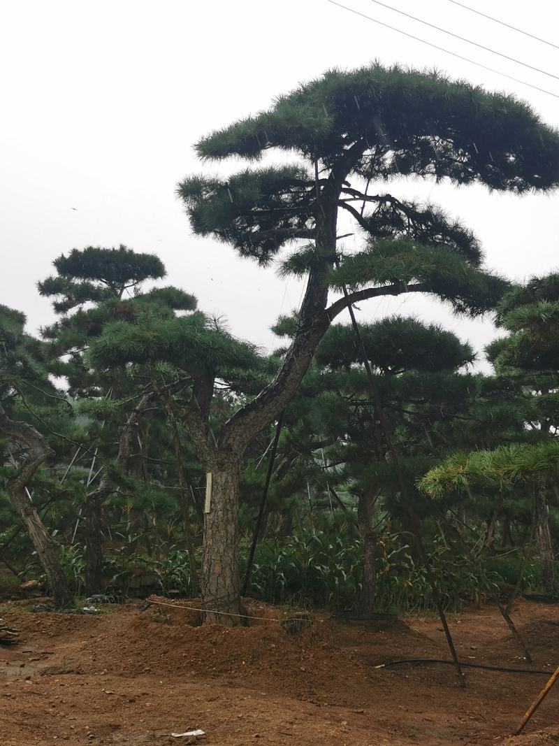 造型油松造型黑松迎客松