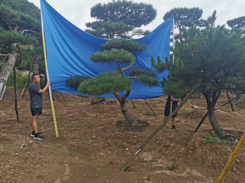 造型油松造型黑松迎客松