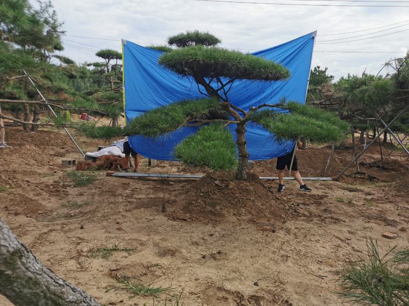 造型油松造型黑松迎客松