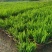 肾蕨排骨草小苗盘苗基地大量现货供应，欢迎各位客户咨询