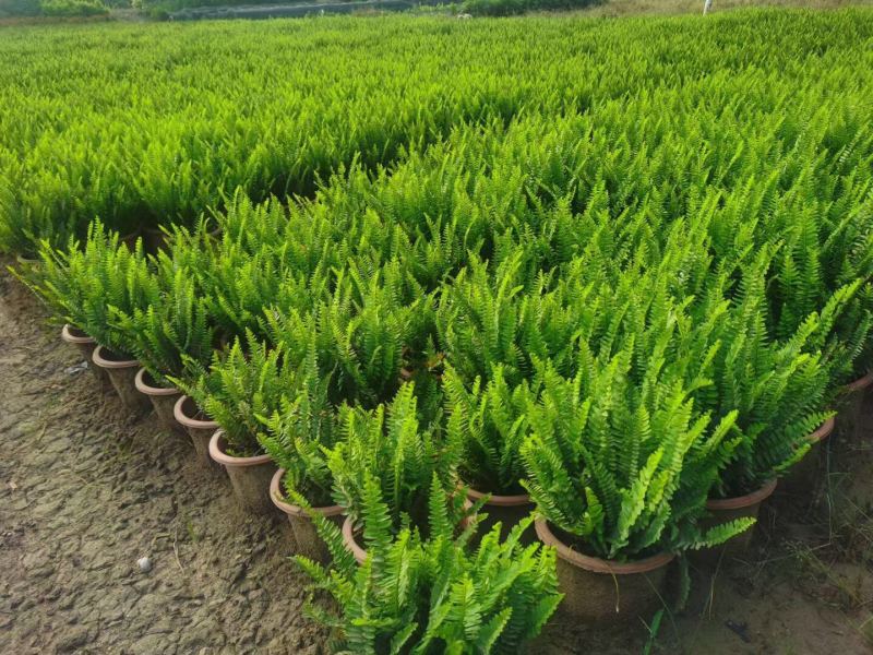 肾蕨排骨草小苗盘苗基地大量现货供应，欢迎各位客户咨询