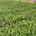 肾蕨排骨草小苗盘苗基地大量现货供应，欢迎各位客户咨询