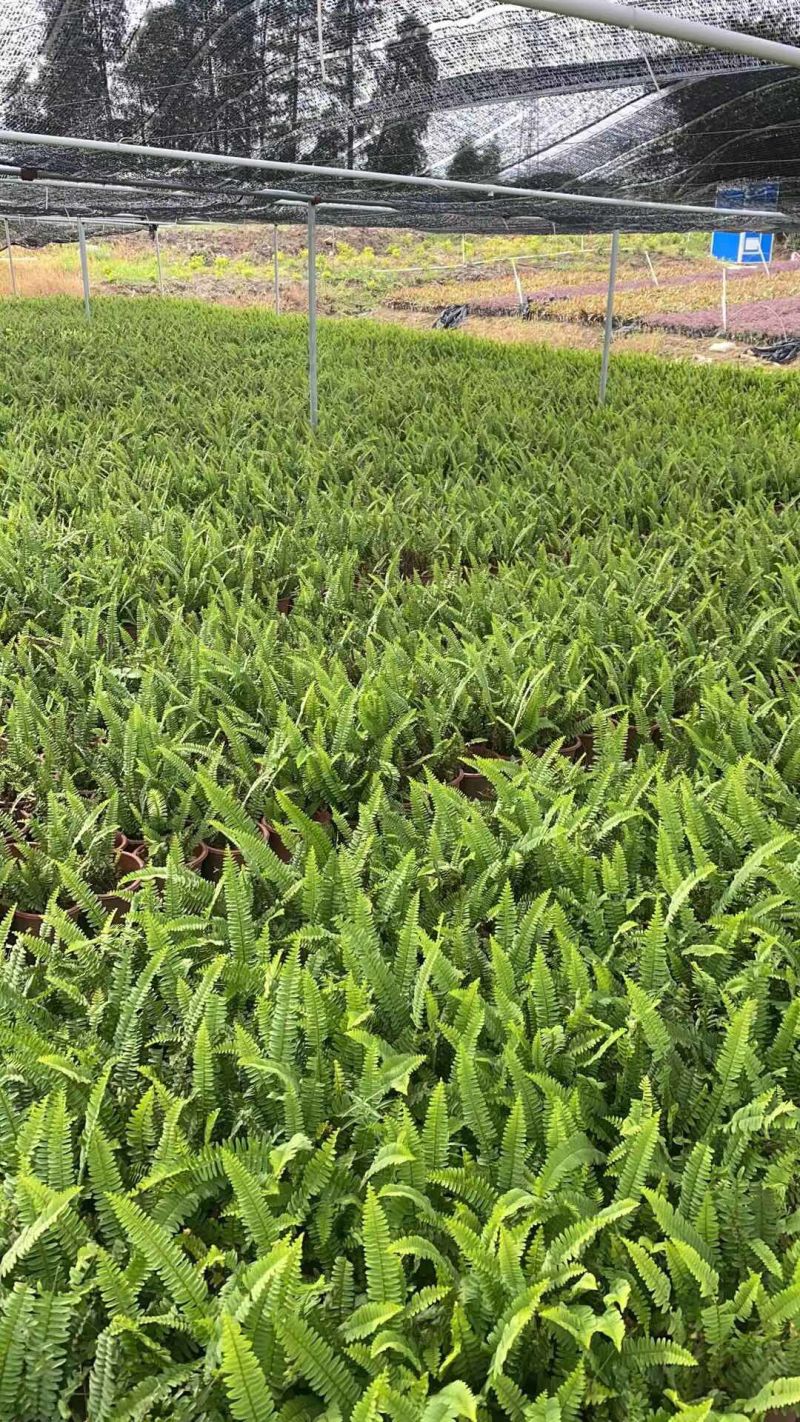 肾蕨排骨草小苗盘苗基地大量现货供应，欢迎各位客户咨询