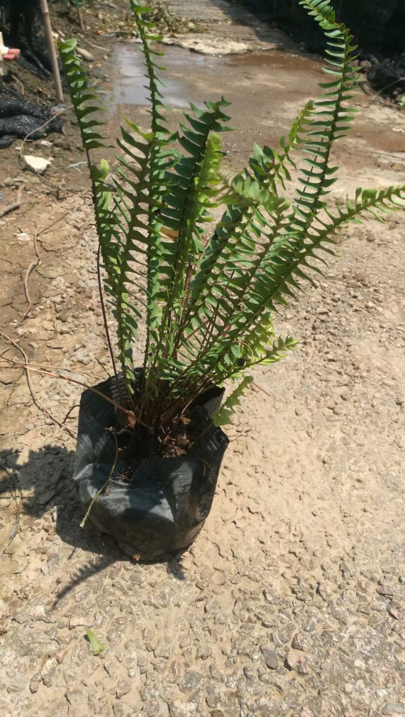肾蕨排骨草小苗盘苗基地大量现货供应，欢迎各位客户咨询
