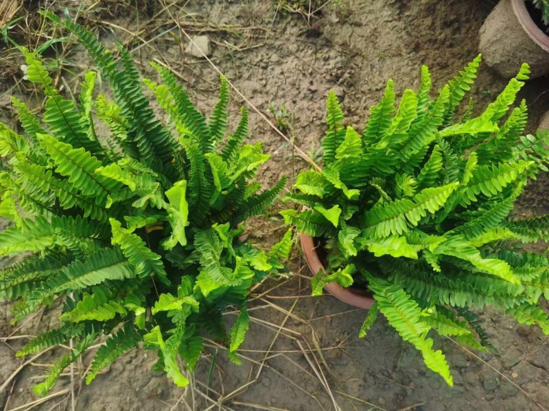 肾蕨排骨草小苗盘苗基地大量现货供应，欢迎各位客户咨询