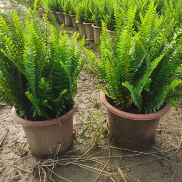 肾蕨排骨草小苗盘苗基地大量现货供应，欢迎各位客户咨询