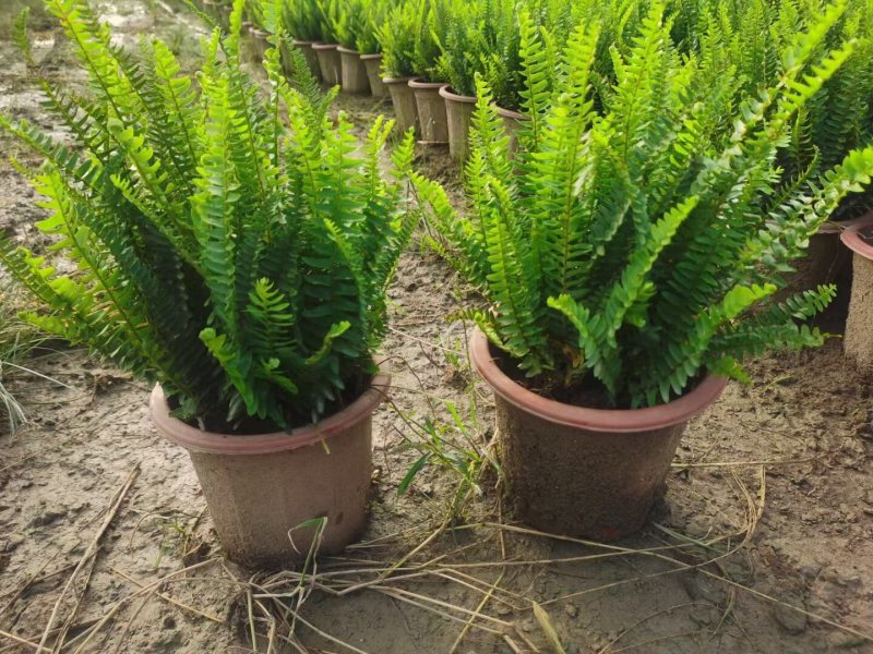 肾蕨排骨草小苗盘苗基地大量现货供应，欢迎各位客户咨询