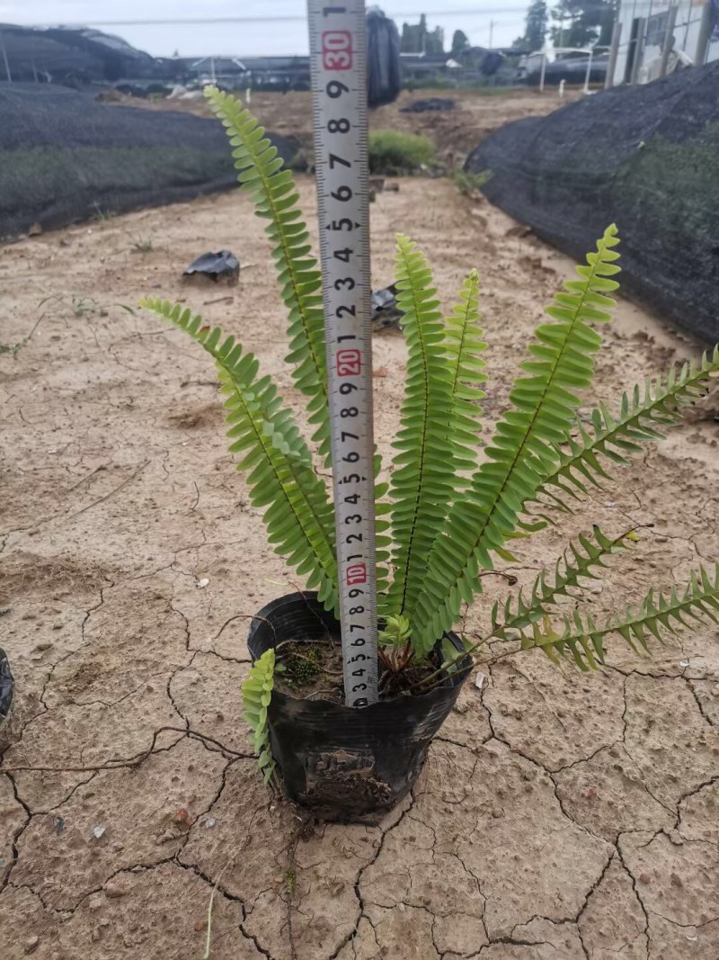 肾蕨排骨草小苗盘苗基地大量现货供应，欢迎各位客户咨询