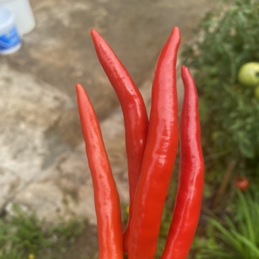 精品小米椒