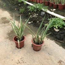 山管兰小苗基地大量现货供应，欢迎各位客户咨询