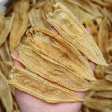 60头双背胶鱼胶花胶批发肉质新鲜完整漂亮货没有油面