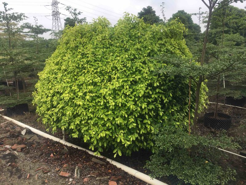 黄金叶球20cm-1.5米基地大量现货，欢迎各位客户咨询