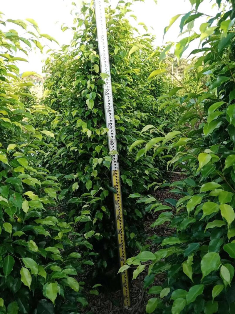 垂叶榕高度1米到3米高基地大量现货供应，欢迎各位客户咨询