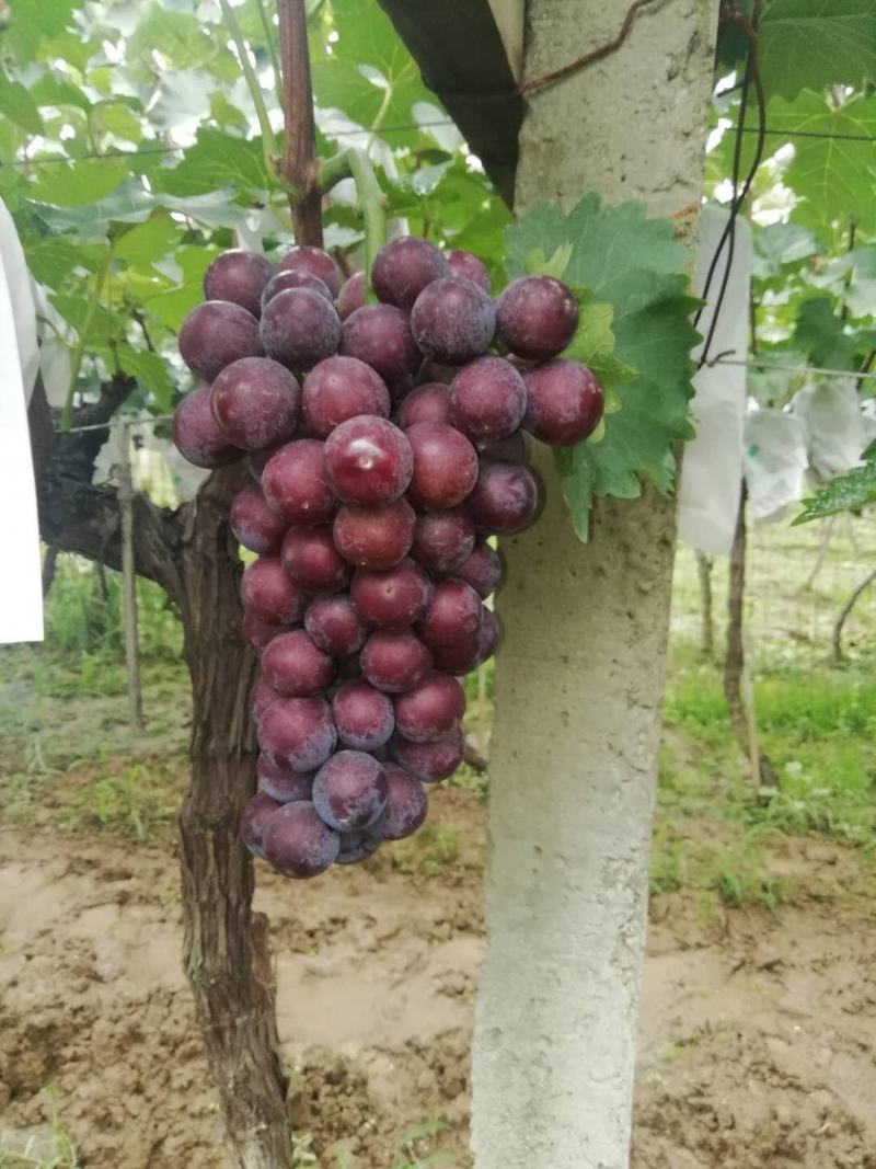 正宗原产地户太八号葡萄