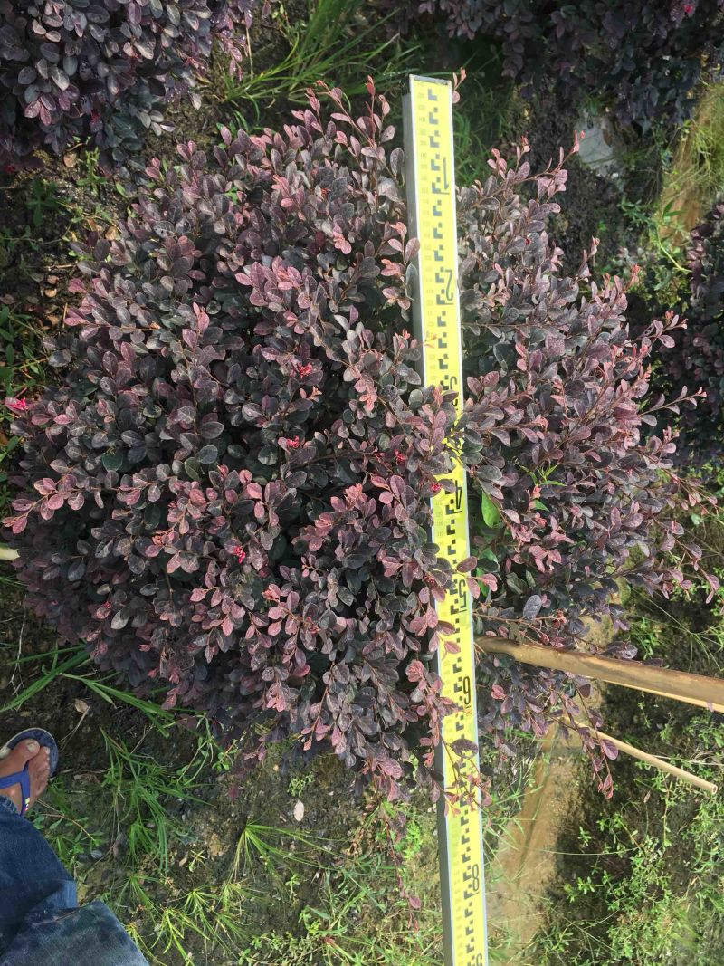 红继木球高度50到150各种规格基地大量现货，欢迎各位