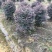 红继木球高度50到150各种规格基地大量现货，欢迎各位