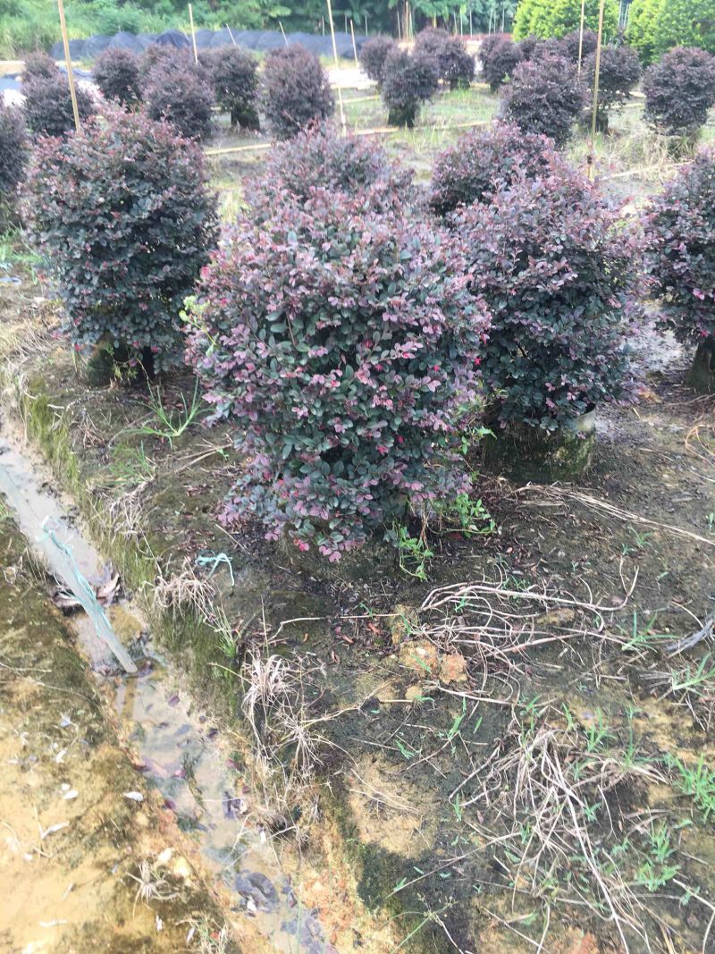 红继木球高度50到150各种规格基地大量现货，欢迎各位