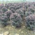 红继木球高度50到150各种规格基地大量现货，欢迎各位