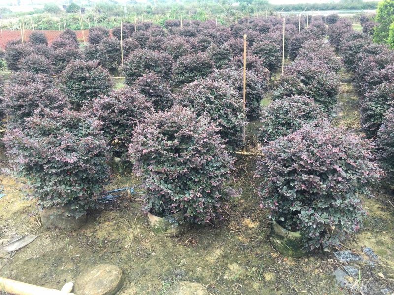 红继木球高度50到150各种规格基地大量现货，欢迎各位