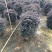 红继木球高度50到150各种规格基地大量现货，欢迎各位