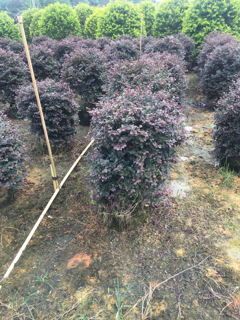 红继木球高度50到150各种规格基地大量现货，欢迎各位