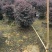 红继木球高度50到150各种规格基地大量现货，欢迎各位