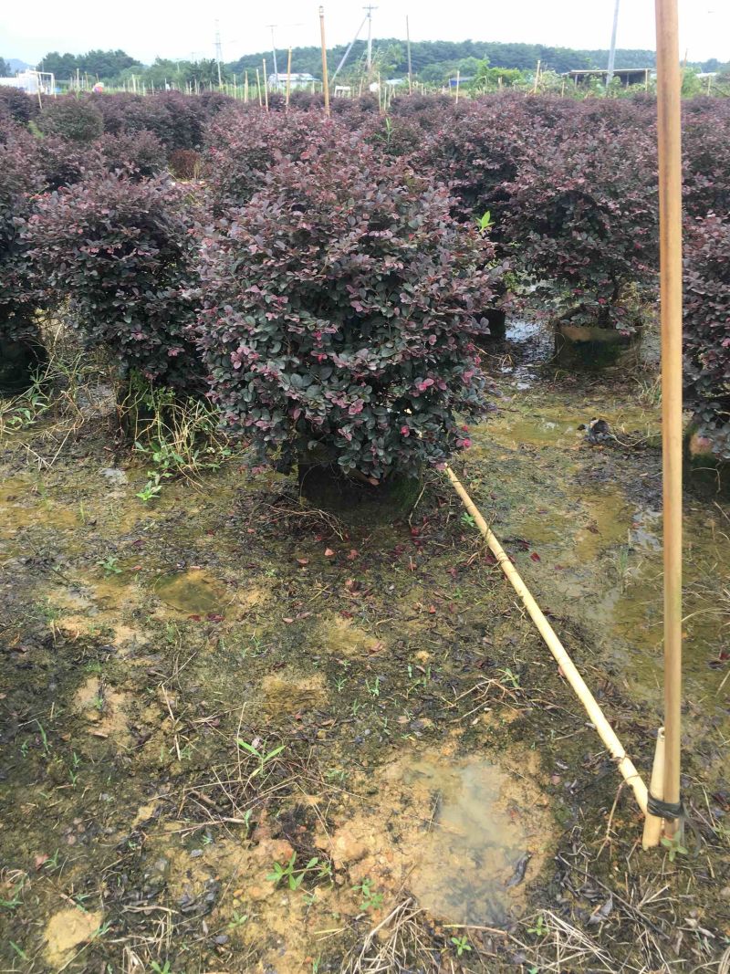 红继木球高度50到150各种规格基地大量现货，欢迎各位