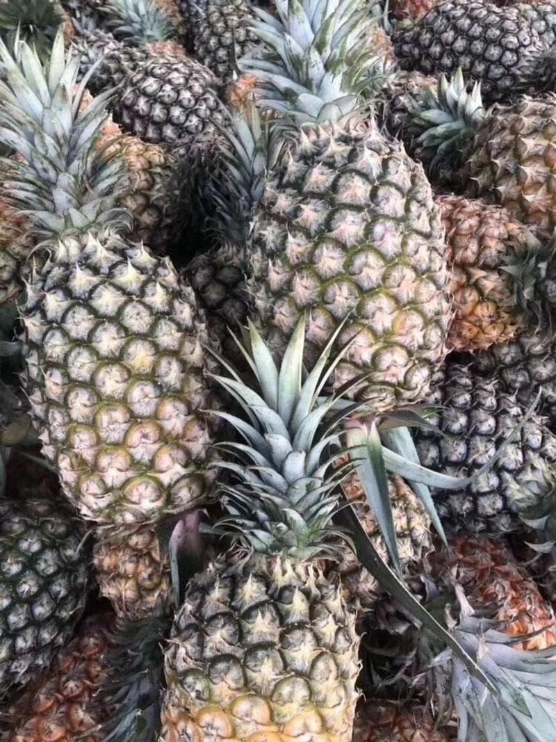 海南凤梨精品菠萝规格全价格低对接电商批发商欢迎咨询下单