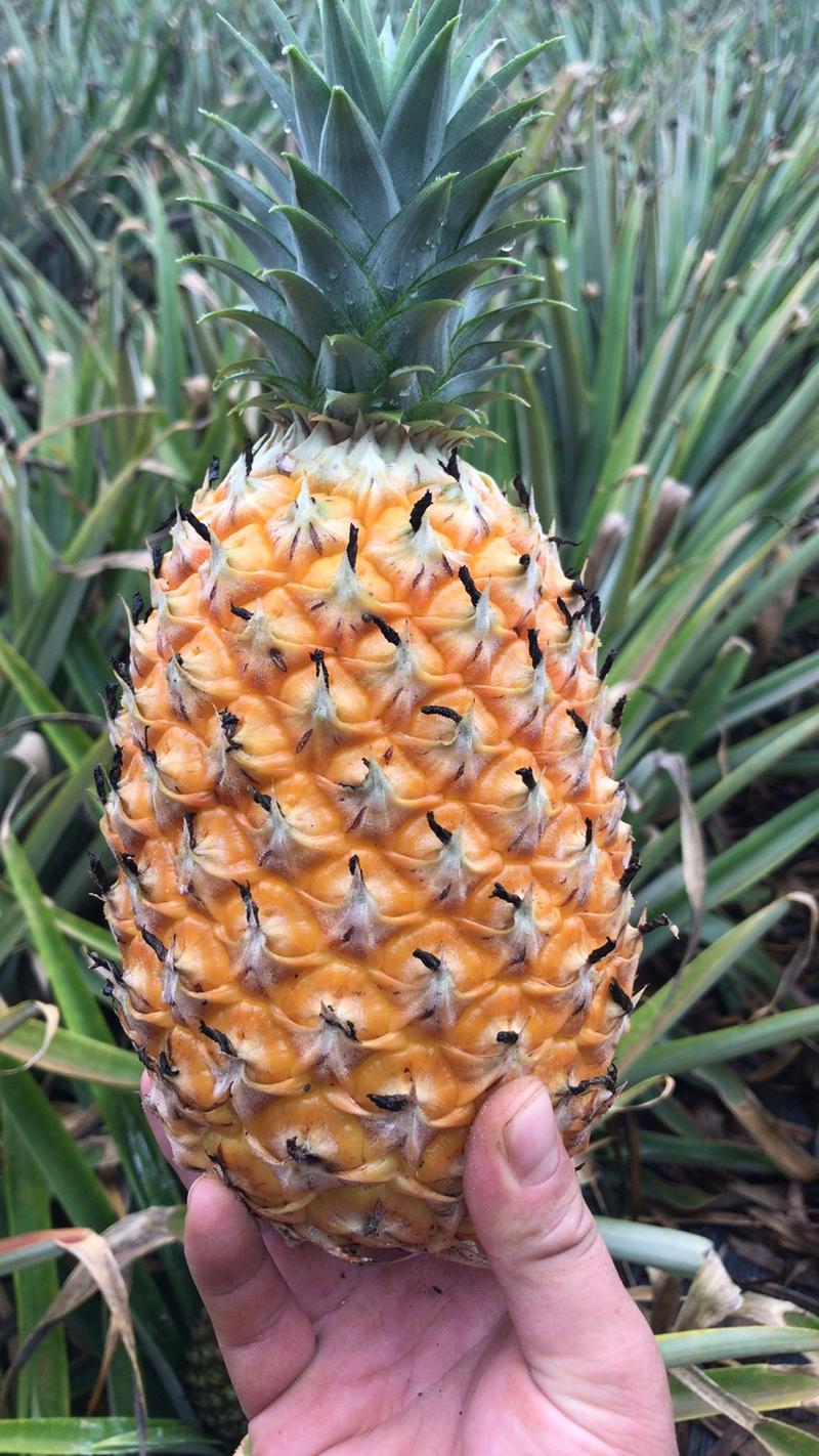海南凤梨精品菠萝规格全价格低对接电商批发商欢迎咨询下单