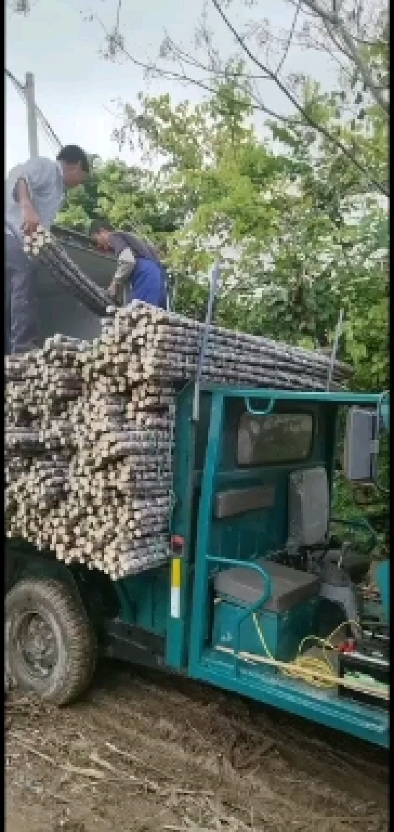 广西甘蔗，一手货源，没有中间商，质量保证，包甜！