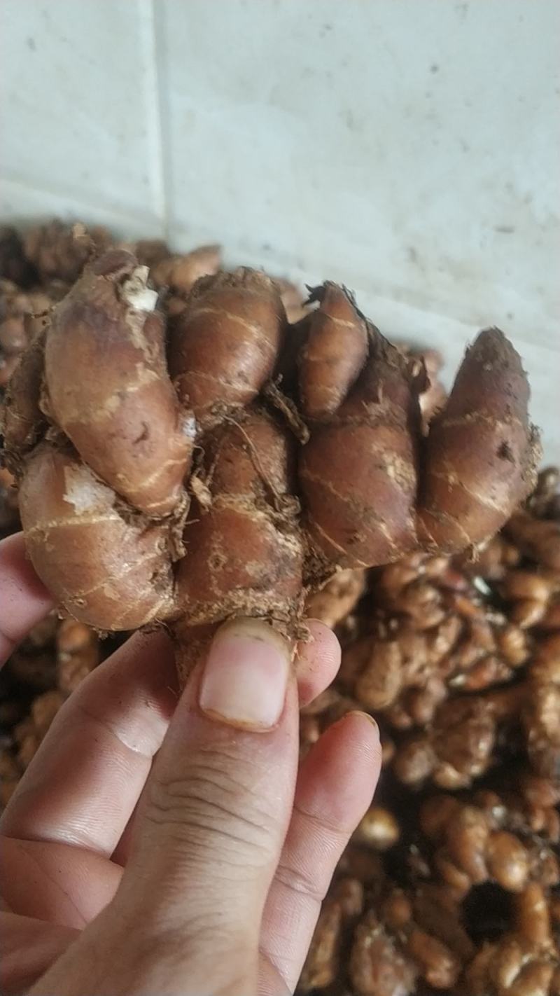 鲜新出海南沙姜有需要可以留言一手货源，质量保证先看货在发