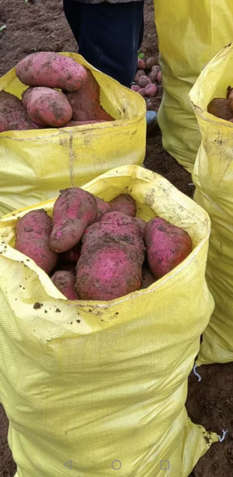 青薯九号红皮黄肉精品新鲜土豆