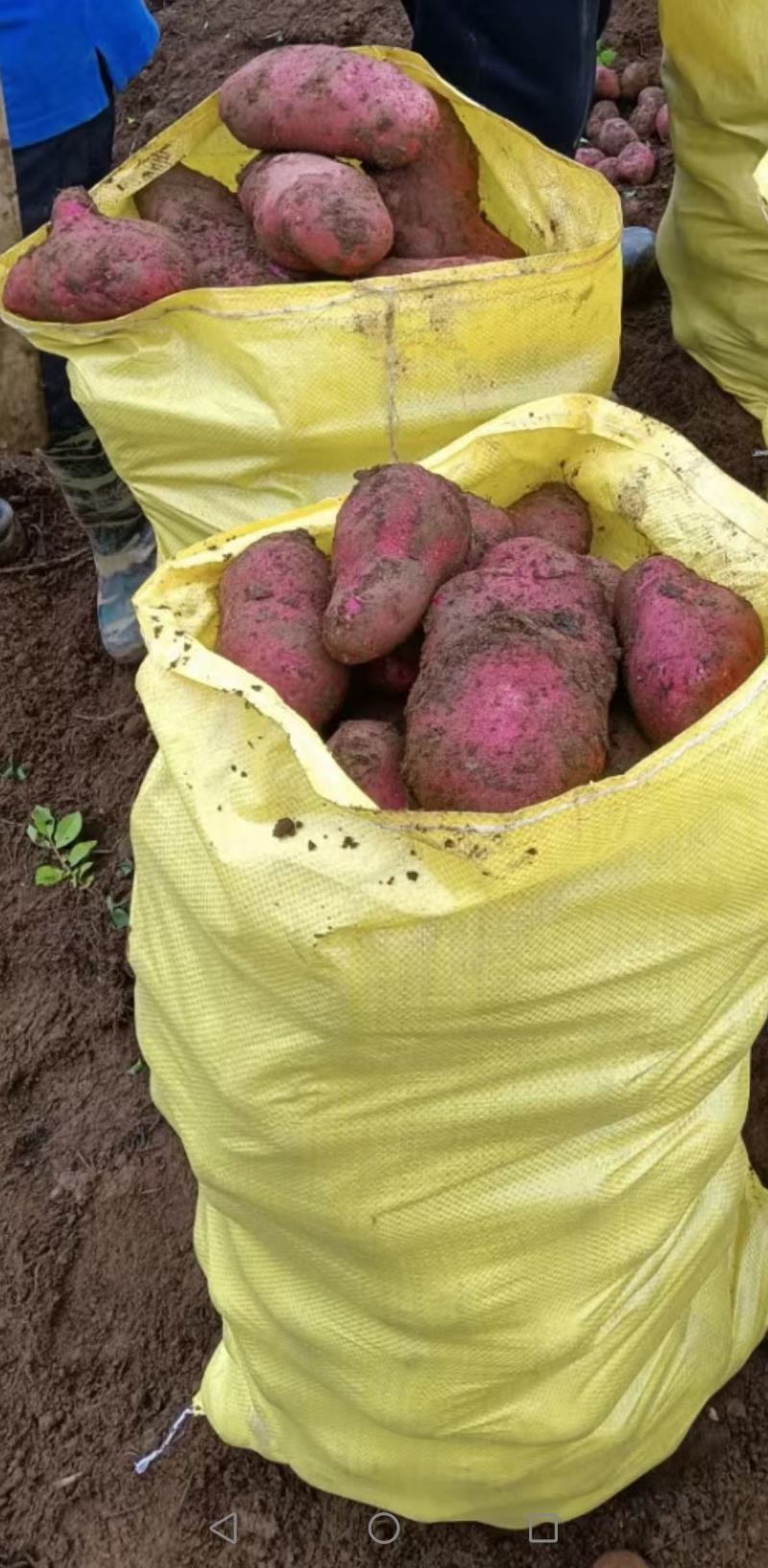 青薯九号红皮黄肉精品新鲜土豆