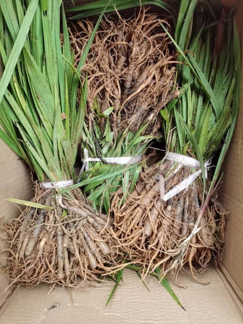 仙茅小棕根小叶品质保证量大从优