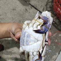 可送上海鲜活梭子蟹，精品，码头直发，品质保证，出口标准