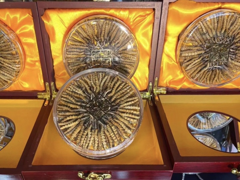 高海拔冬虫夏草颜色漂亮干虫草支持一件代发
