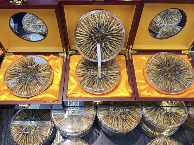 高海拔冬虫夏草颜色漂亮干虫草支持一件代发