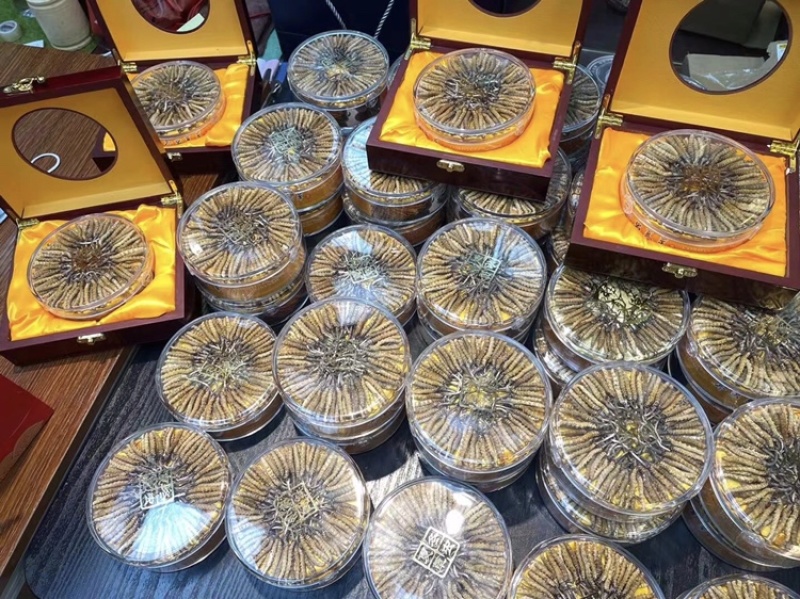 高海拔冬虫夏草颜色漂亮干虫草支持一件代发