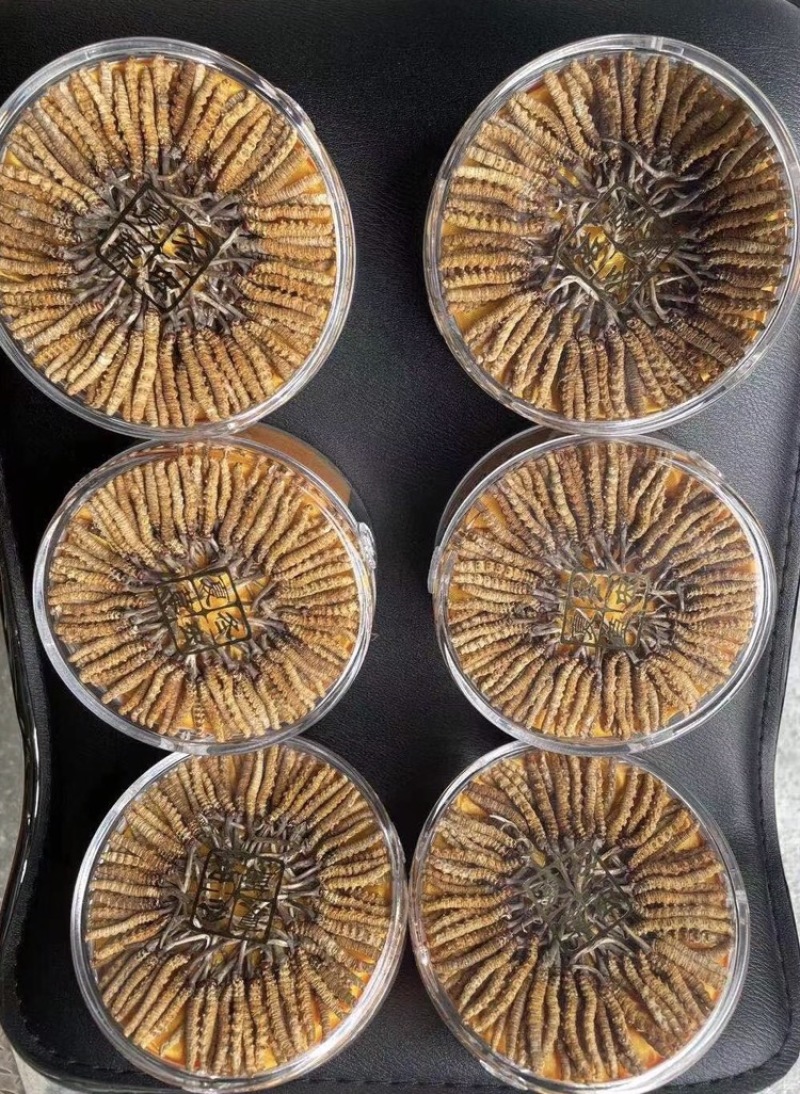 高海拔冬虫夏草颜色漂亮干虫草支持一件代发