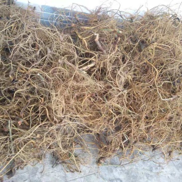 白花牛奶根生货