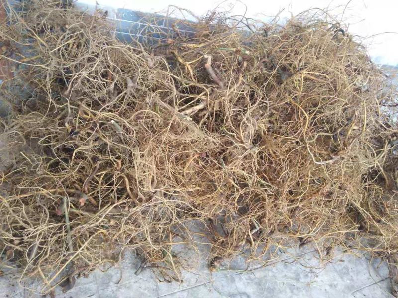 白花牛奶根生货