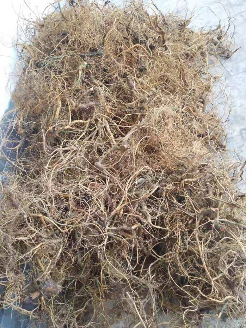 白花牛奶根生货