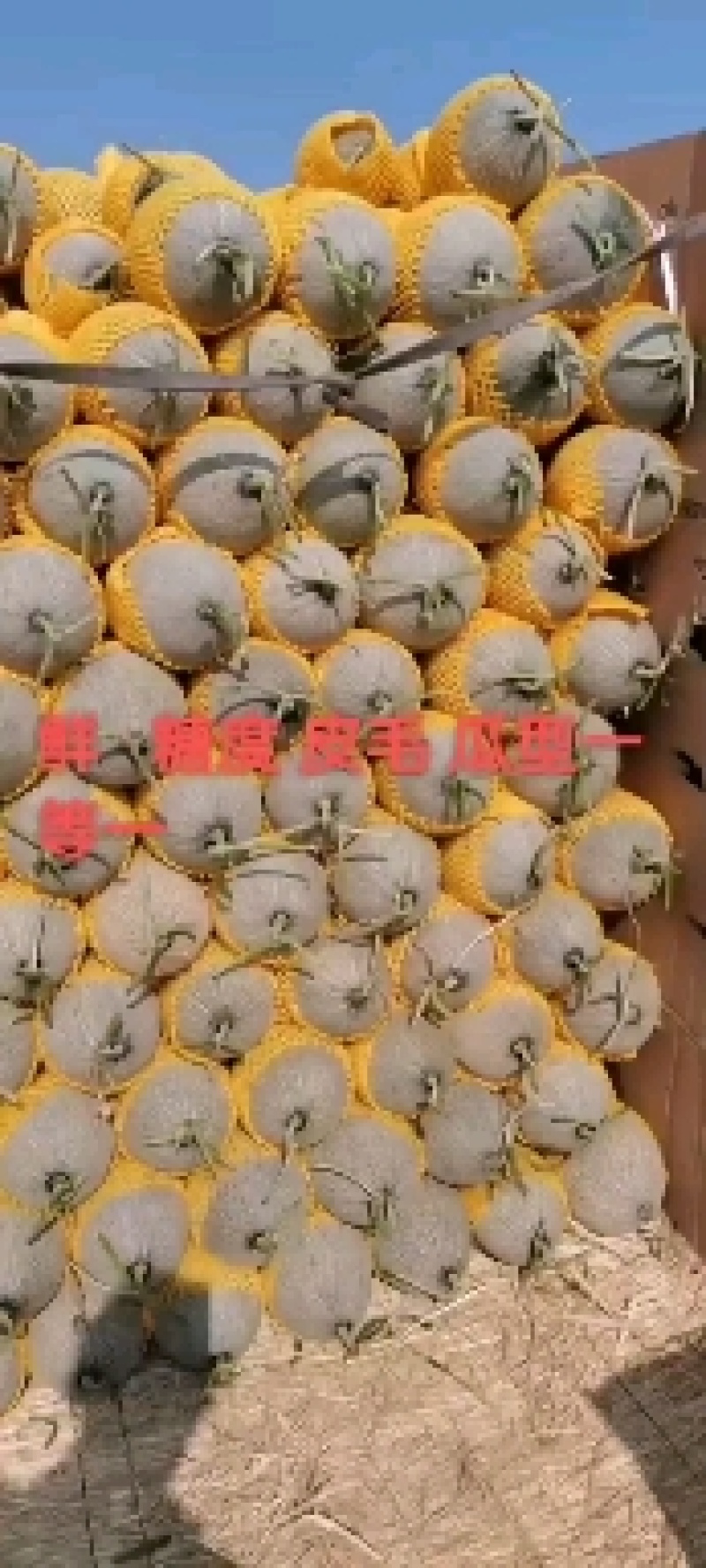西州蜜