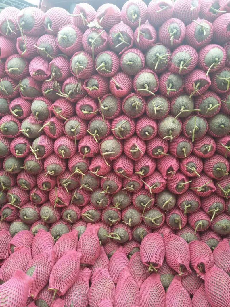 西州蜜