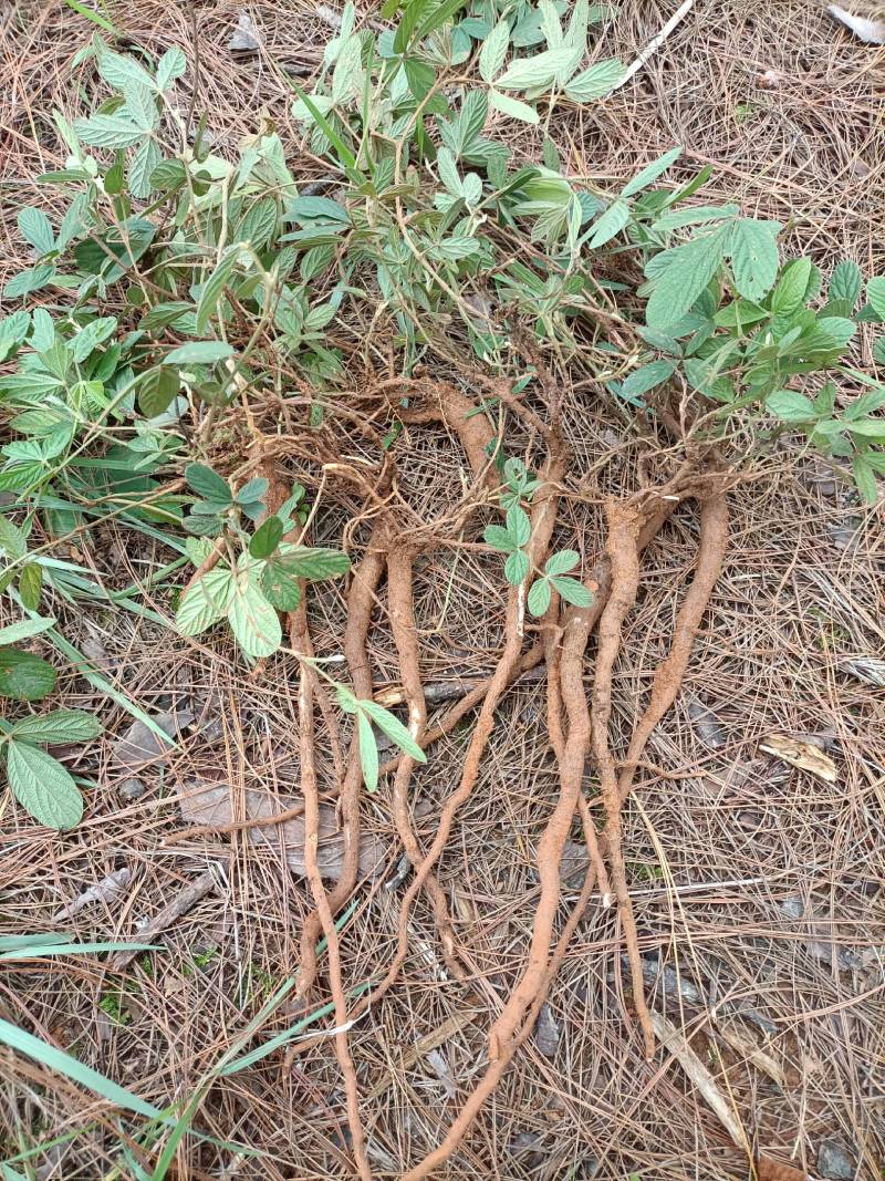 千斤拔红皮白肉小叶千斤拔一首货原品质保证