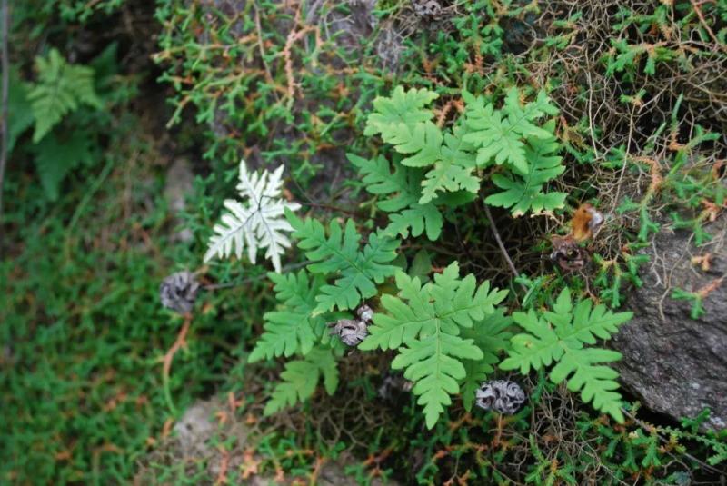 通经草金丝草、止惊草、金线铜皮分经草小孩拳伸筋草