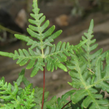 通经草金丝草、止惊草、金线铜皮分经草小孩拳伸筋草