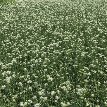 韭花韭菜花大量上市产地直供，质量保证量大从优