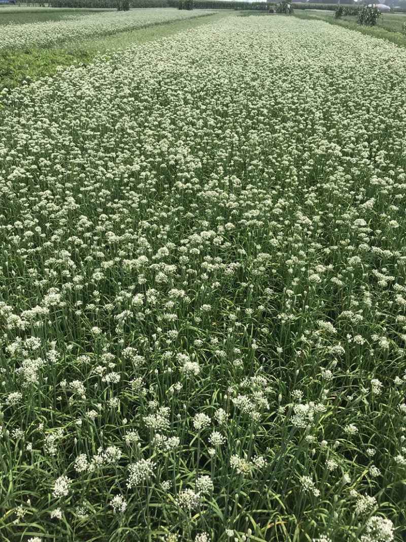 韭花韭菜花大量上市产地直供，质量保证量大从优